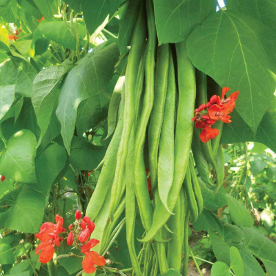 runner-beans