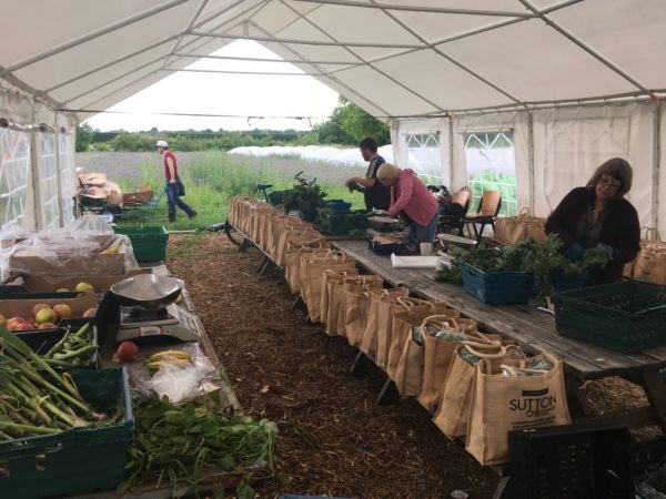 Job opportunity: VegBox Logistics Coordinator at Sutton Community Farm