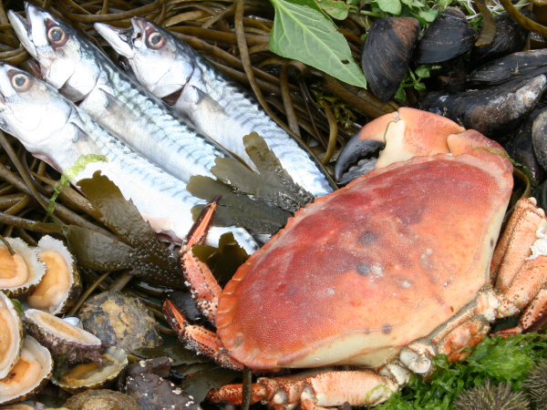  Low-impact seafood representative image