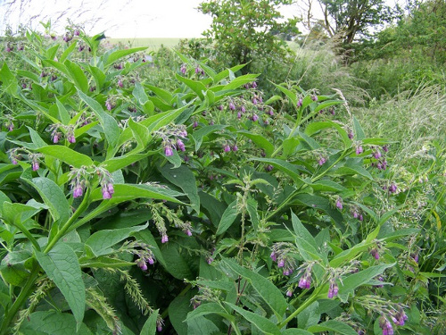 septic-tanks-comfrey