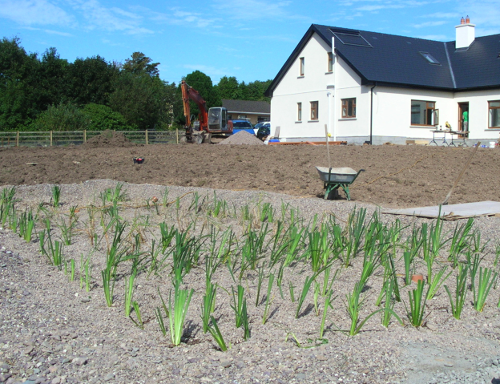 sewage-gravel-bed