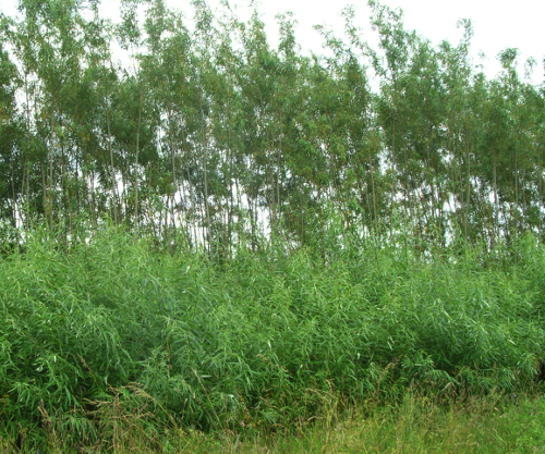 sewage-willow-treatment