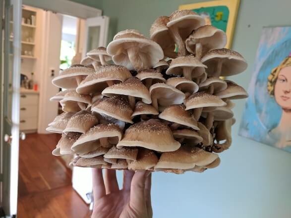 How to grow Oyster Mushrooms on straw and substrates