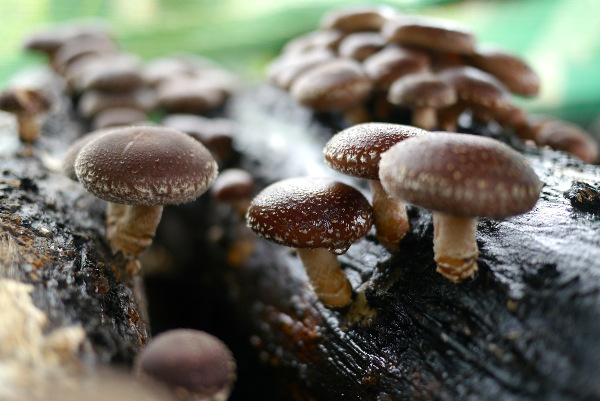 How to Grow Shiitake Mushrooms