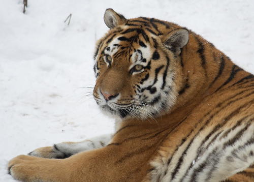 Siberian tigers: at risk of extinction