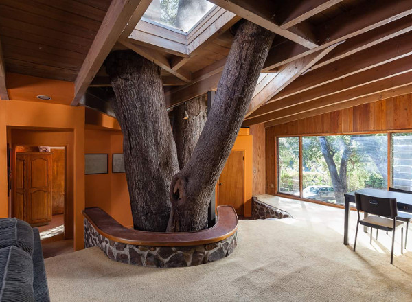What to do if you want to build your home on a spot occupied by an ancient tree