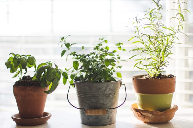 How to start a small garden in your apartment (Part 1)