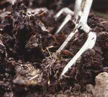 soil 1