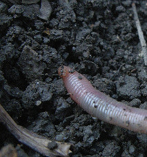 Earthworms are an indicator of good soil management