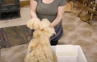 Washing a fleece in our spinning online course