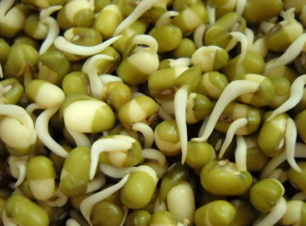  Sprouting & microgreens representative image