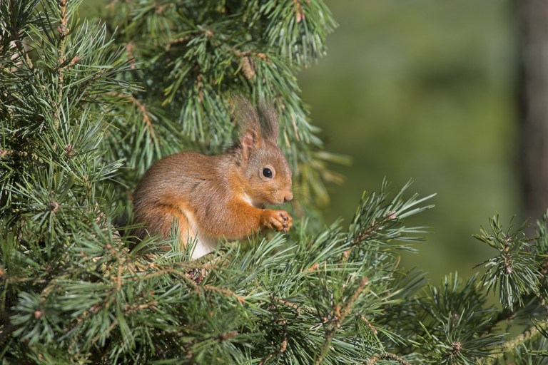 A good choice for making a windbreak: Scots Pine, pictured with a furry friend in the form of a red squirrel.