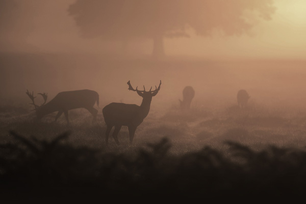 Reclaiming our ancient indigenous wisdom and a sense of ‘the village’