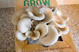watching your mushrooms grow