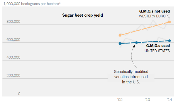 sugar-beet