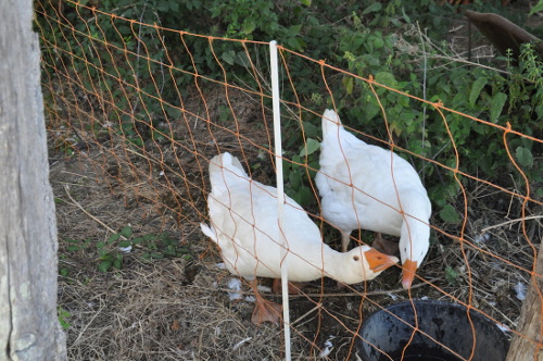 Geese at the Sunflower Cohousing community