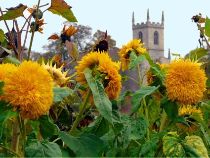 These shaggy, flamboyant blooms are double sunflowers.