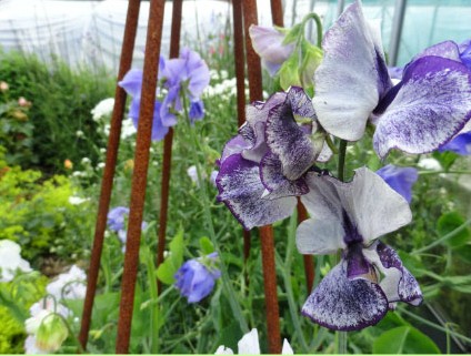 Sweet peas are ideal to grow for cutting.