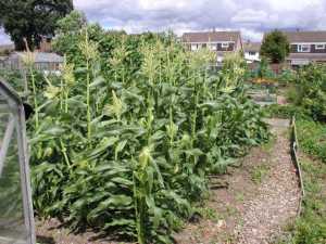 sweetcorn-august