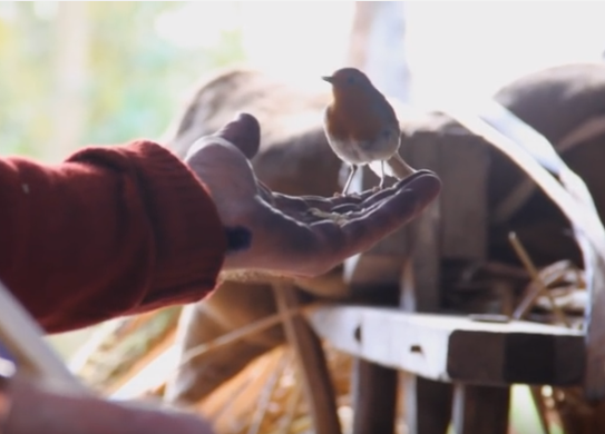 Beautiful, meditative video on the art of oak swill basket weaving