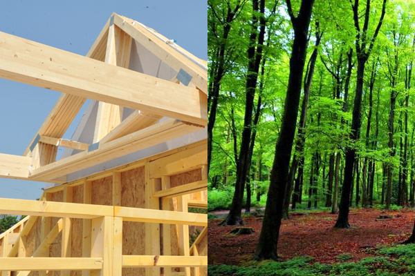 How to source timber: a joiner’s point of view