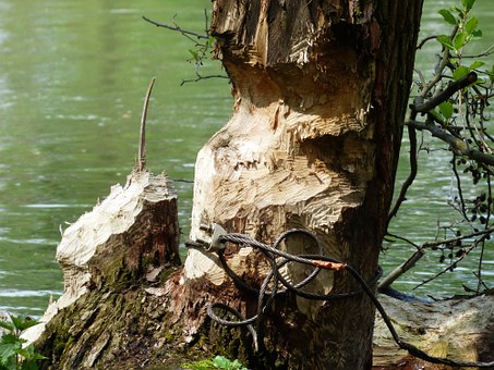 tracking-beaver