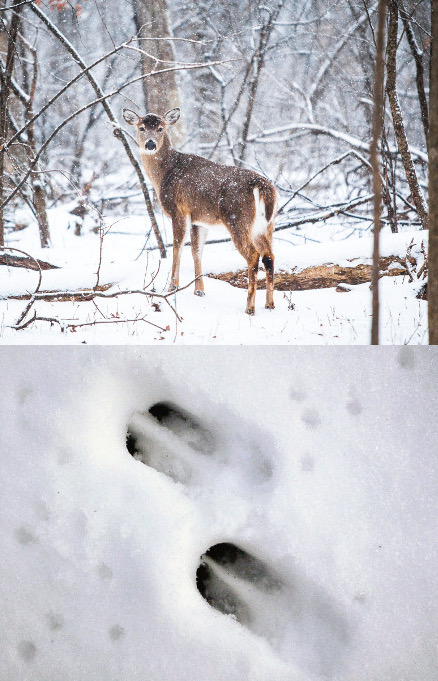 tracking-roe-deer-tracks