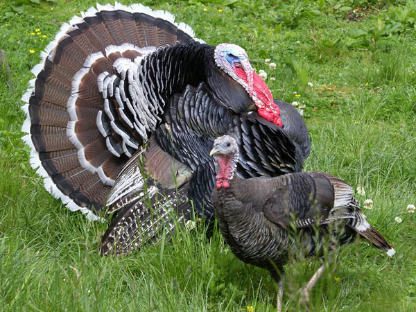  Turkeys representative image