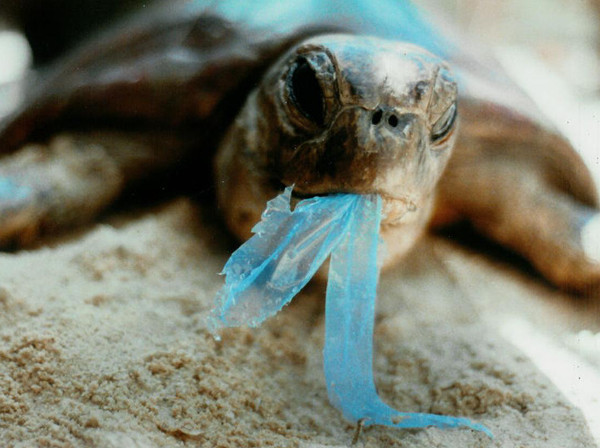 New report: number of plastic bags on UK beaches falls by almost half – so charging 5p for plastic bags works?