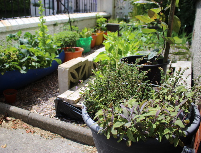 Sage and thyme in a pot in the foreground, and in the background - chives, parsley, broccoli, chard, kale, lettuce, rosemary, orach and an apple tree - all in a tiny, gravelled front garden. In monetary terms alone, it's really worth it. 