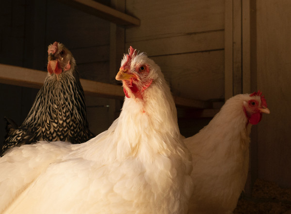 Inside a chicken coop