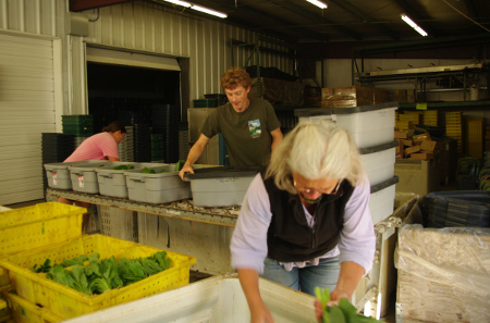 Packing boxes at one of the many farm-based veg box schemes across the UK