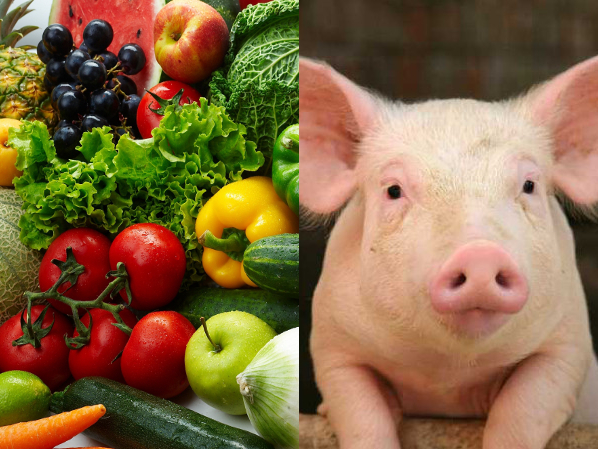 Why does our list of topics include vegetarianism, veganism AND keeping animals?