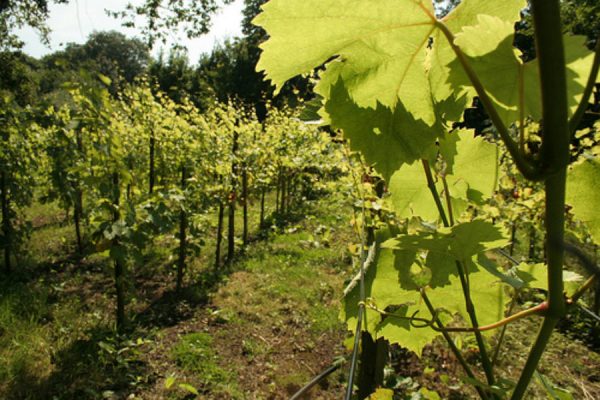 Turn your grapes into wine with help from OrganicLea