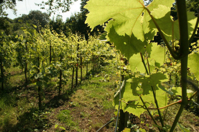 Grape growing in a vineyard on the outskirts of London