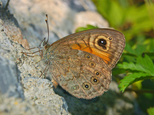 Nature in June – what to look out for