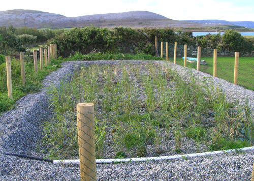 Newly-planted reed bed. 