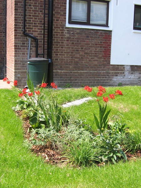 A small rain garden