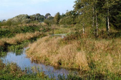 Wetlands