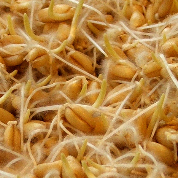 wheat grain fuzzy