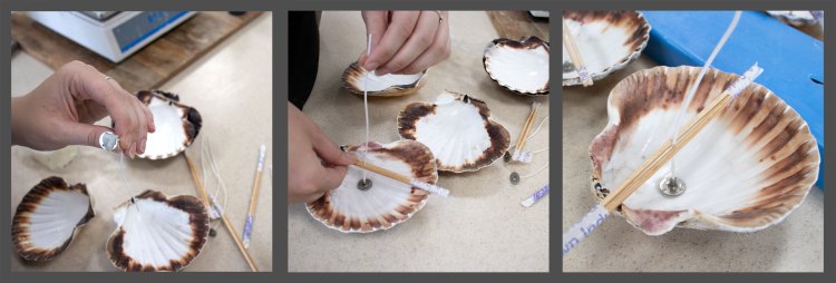 Preparing the wick of the scallop shell candles