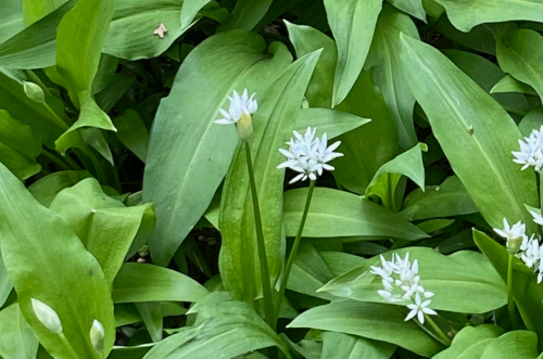 Wild garlic and nettle muffins