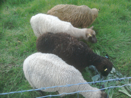 Sheep at the organic off-grid smallholding