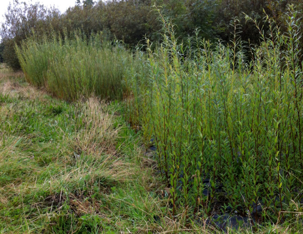 Here’s why it’s a good idea to plant more willow (just not close to drains)