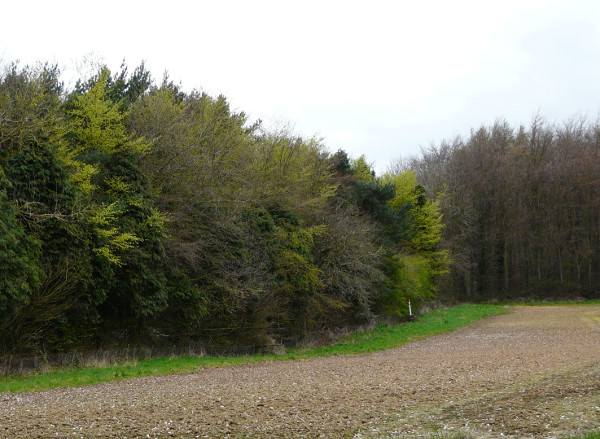 What tree species to choose for woodlands in the 21st century