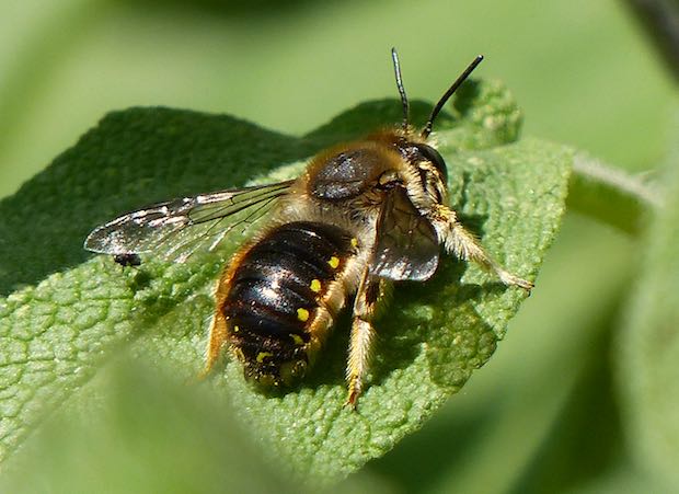 Jo’s Mini Meadow Part 6: magic of the wool carder bee and leafcutter bee