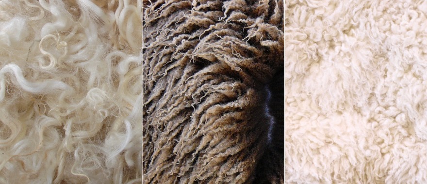The Wool Journey Part 2: wool attributes – thickness