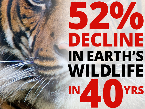 WWF shocking report on wildlife, and why the response will be inadequate