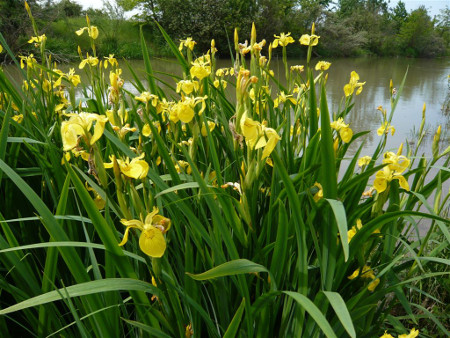 Yellow flag irises can add beauty to natural swimming pools