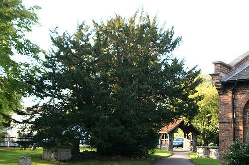 yew-tree